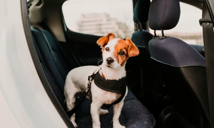 Consejos para pasear a su perro de forma segura y feliz